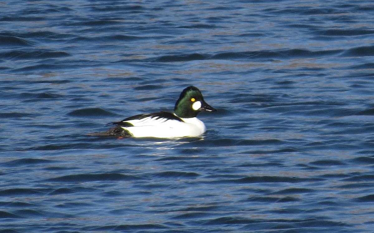 Porrón Osculado - ML646603514