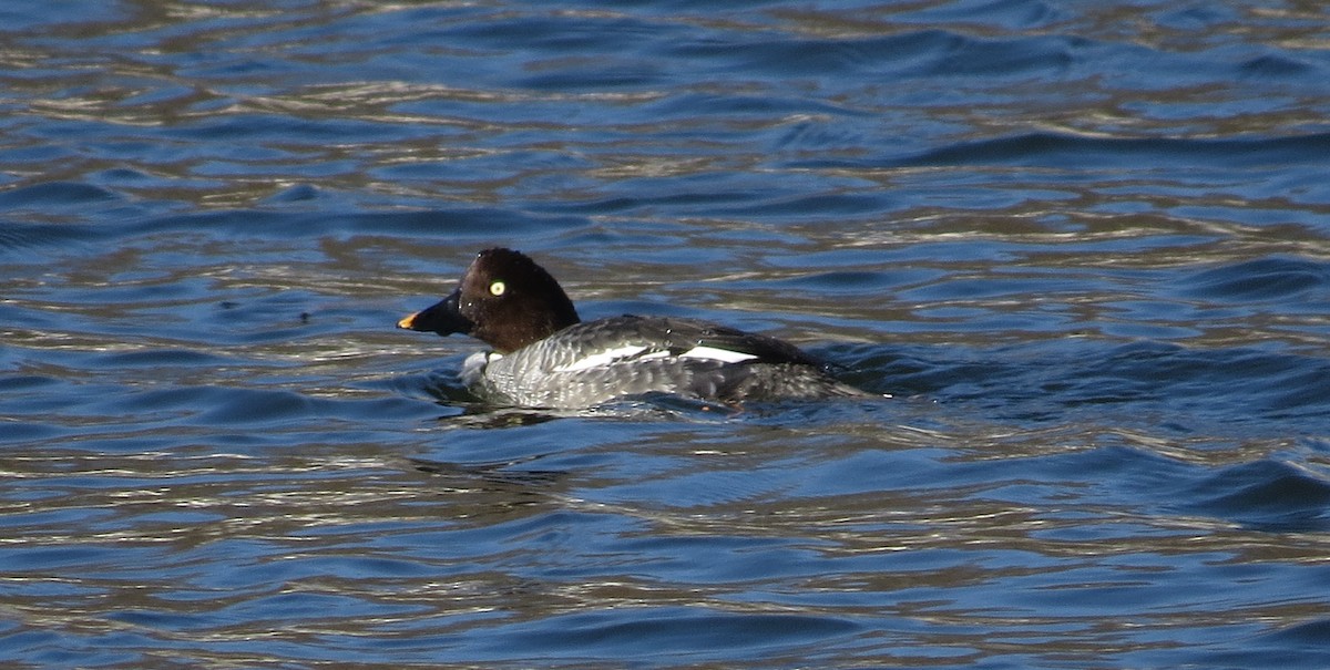 Porrón Osculado - ML646603515