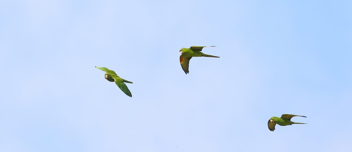 White-eyed Parakeet - ML646603516
