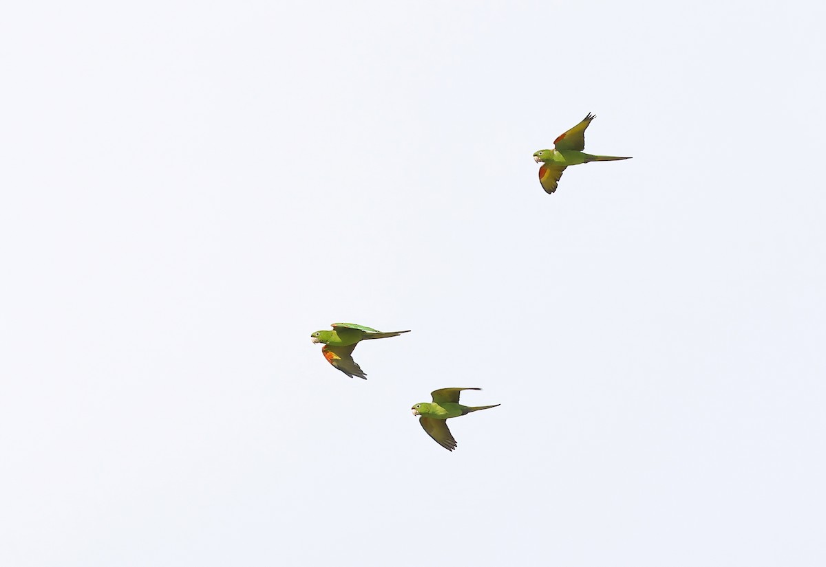 White-eyed Parakeet - ML646603517