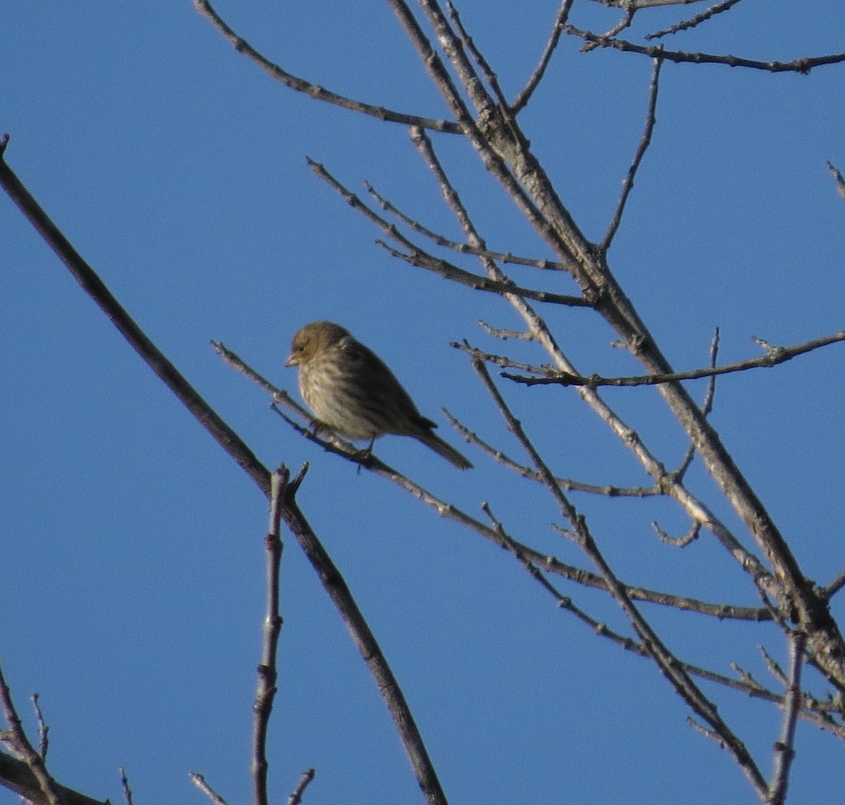 Camachuelo Mexicano - ML646603526