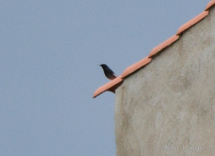 rehek domácí - ML646603527