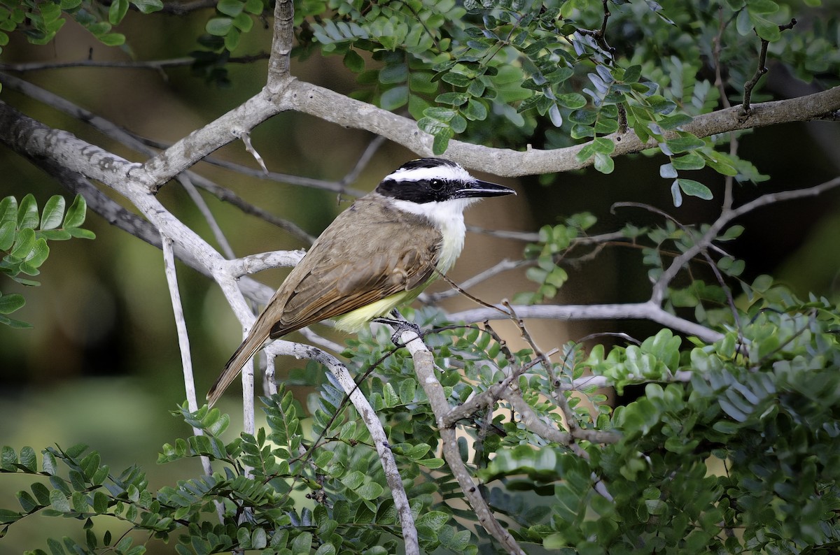 Great Kiskadee - ML646603530