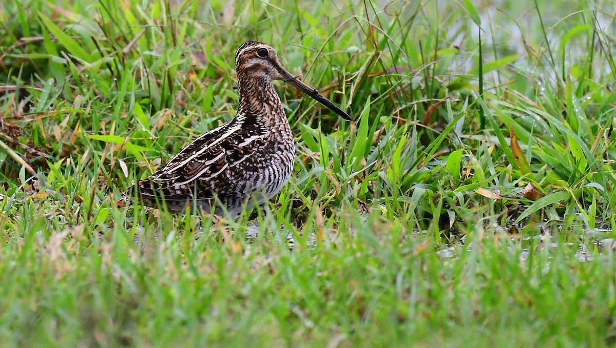 アメリカタシギ - ML646603531