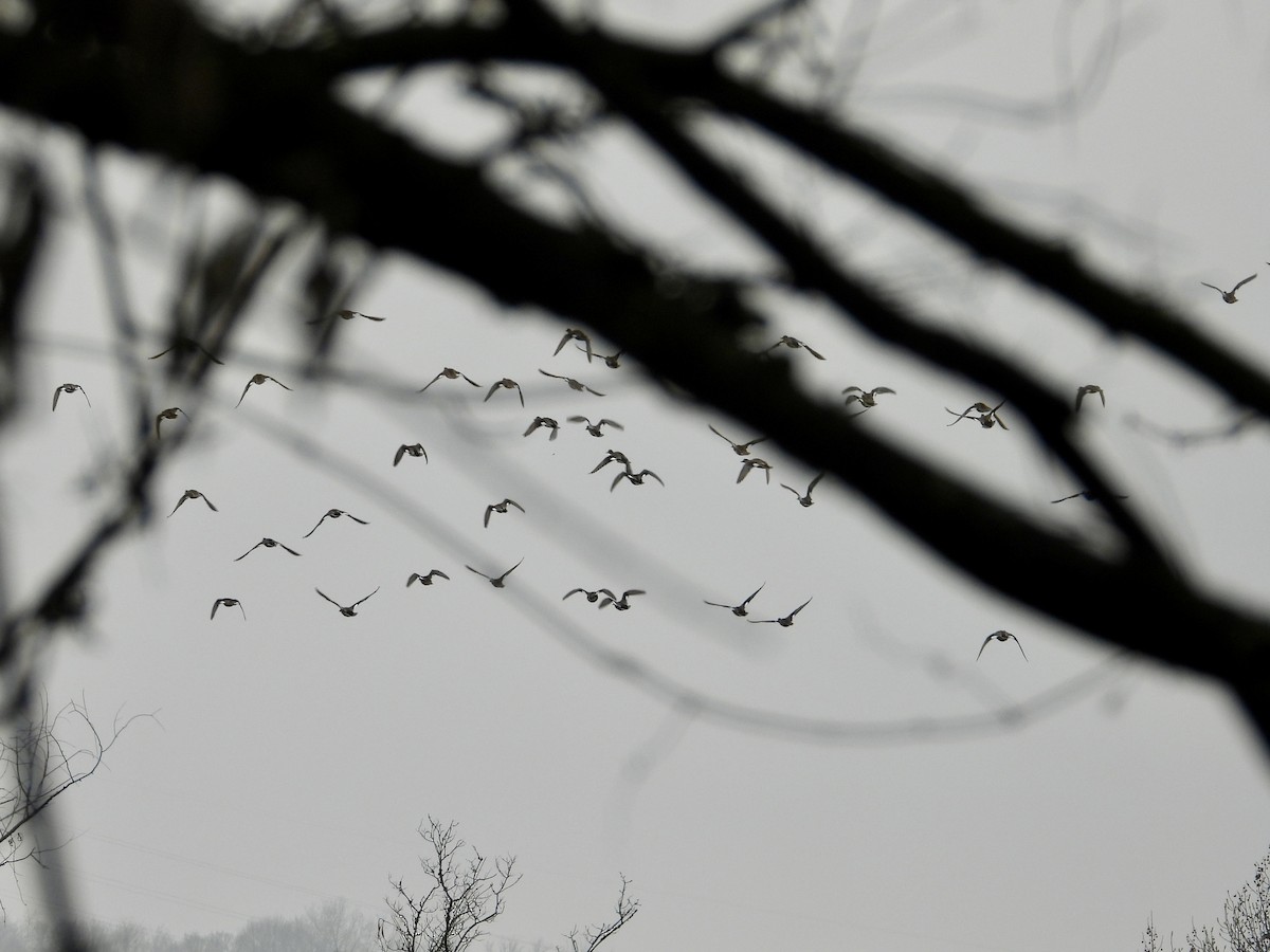 Gadwall - ML646603532