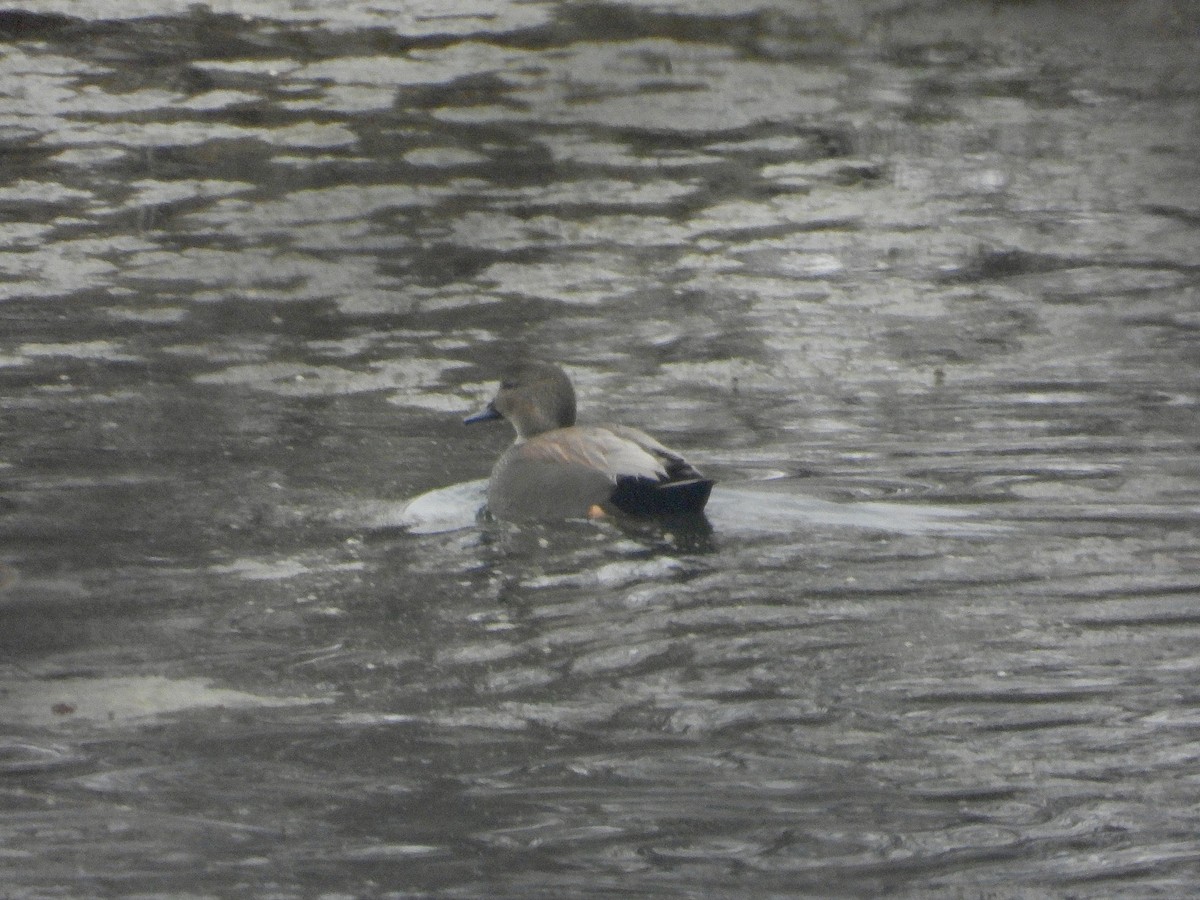 Gadwall - ML646603533