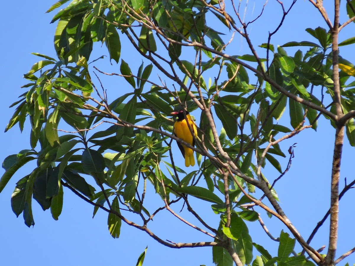 Black-hooded Oriole - ML646603534