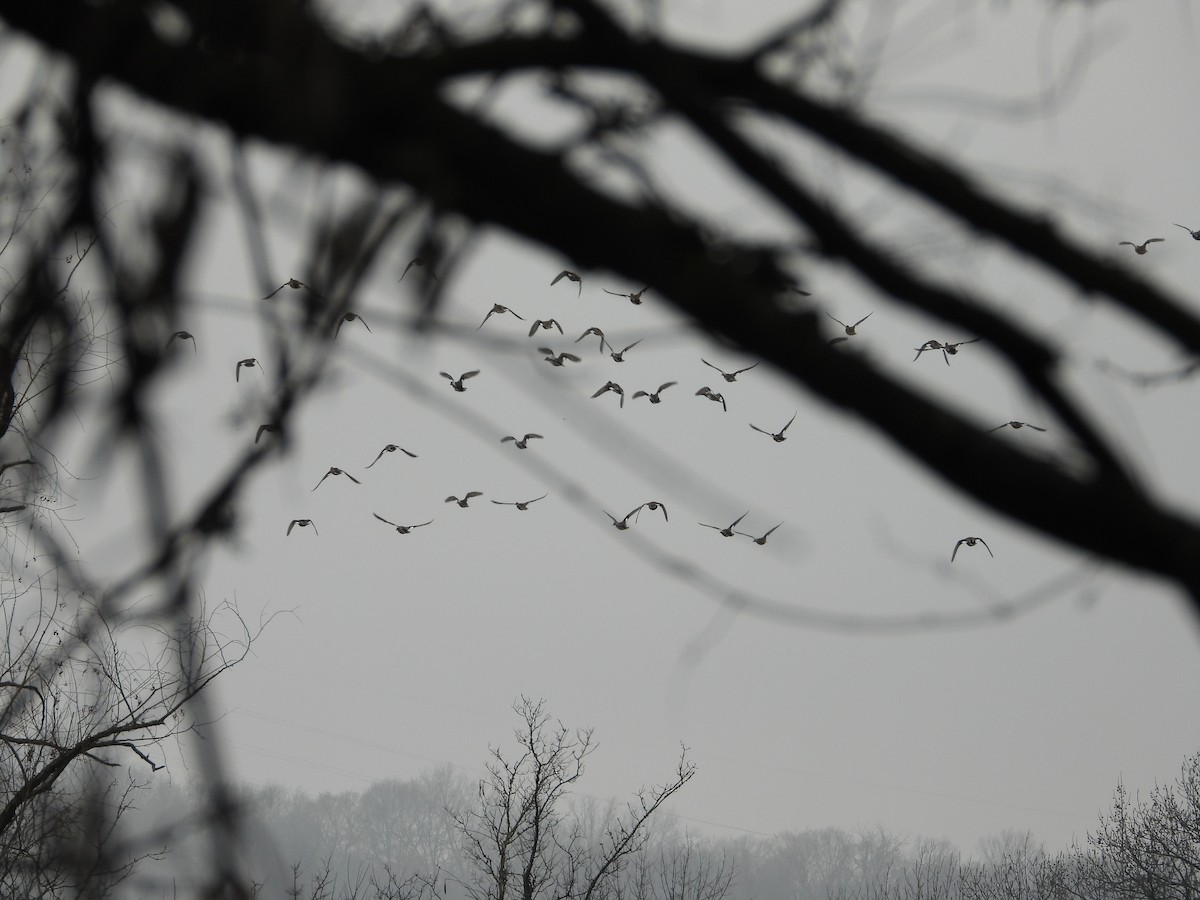 Gadwall - ML646603535