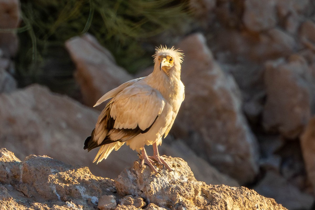 sup mrchožravý - ML646603541