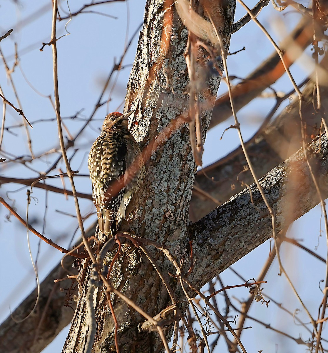 Желтобрюхий дятел-сокоед - ML646603542