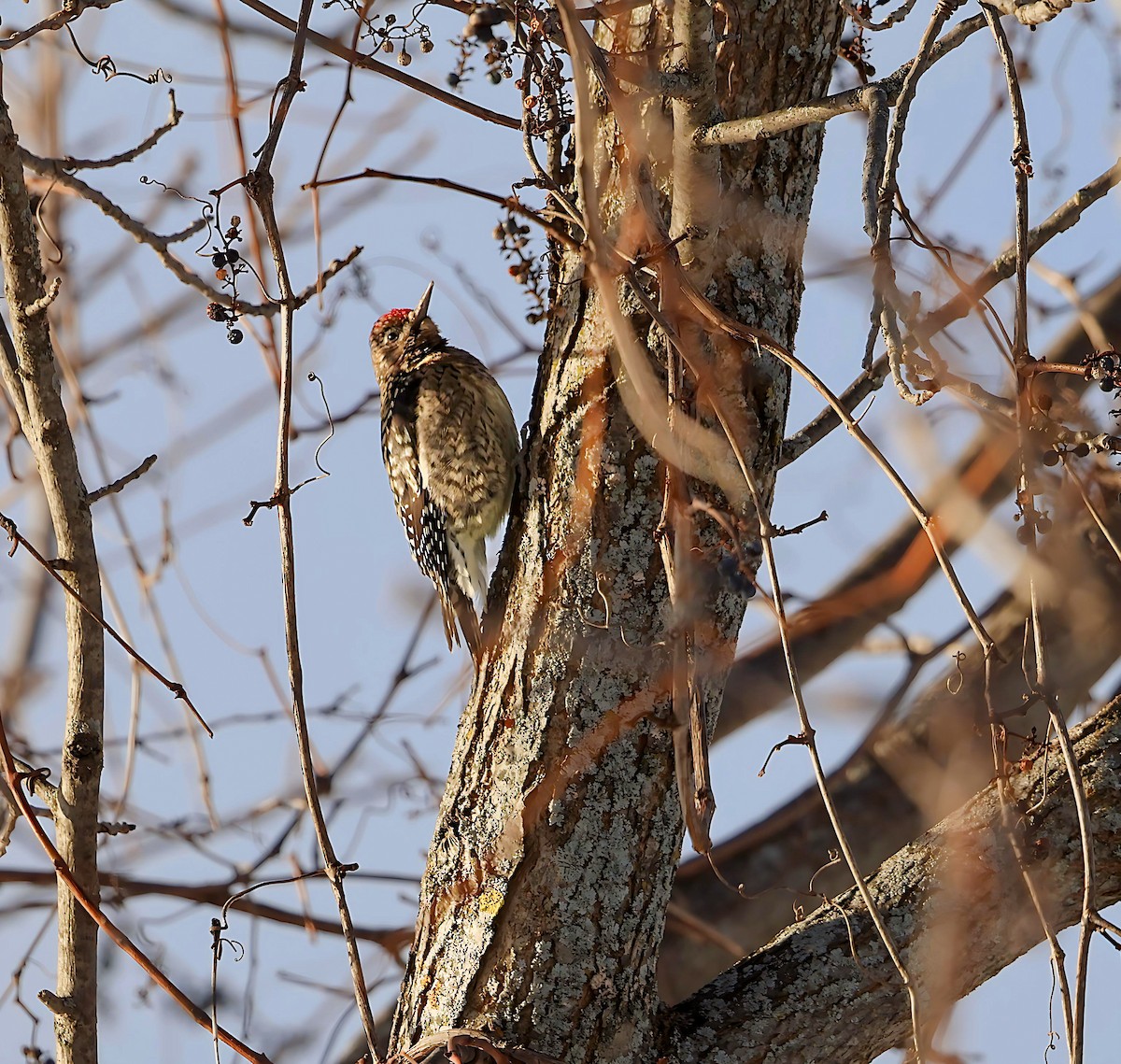 Желтобрюхий дятел-сокоед - ML646603543