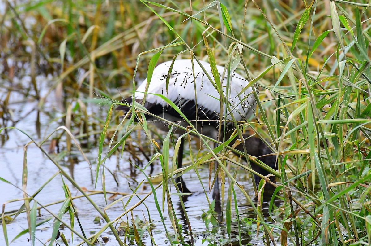 アメリカトキコウ - ML646603549