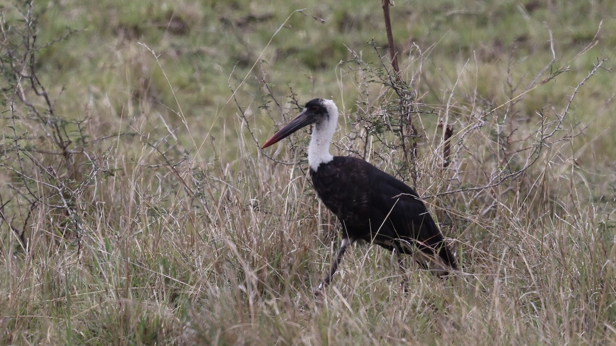 African Woolly-necked Stork - ML646603552