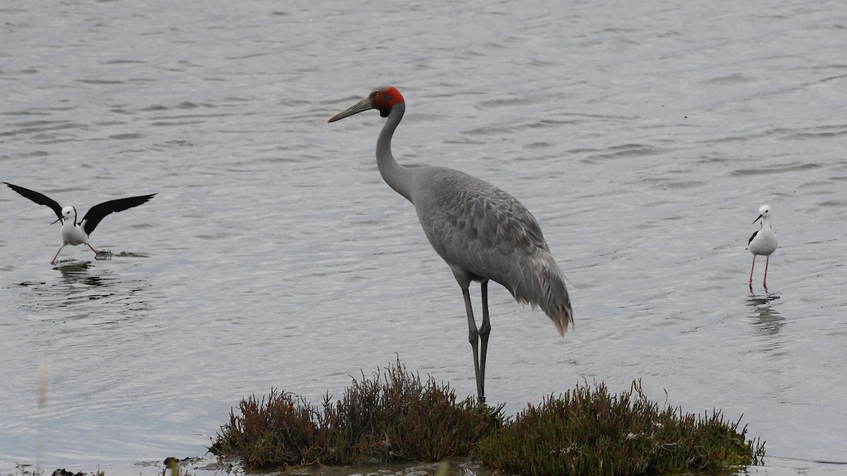 Brolga - ML646603558