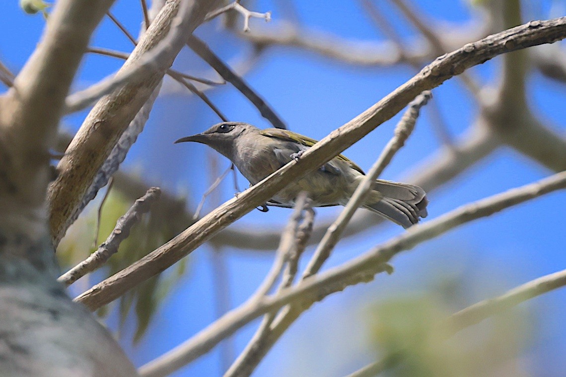 Gray-eared Honeyeater - ML646603559