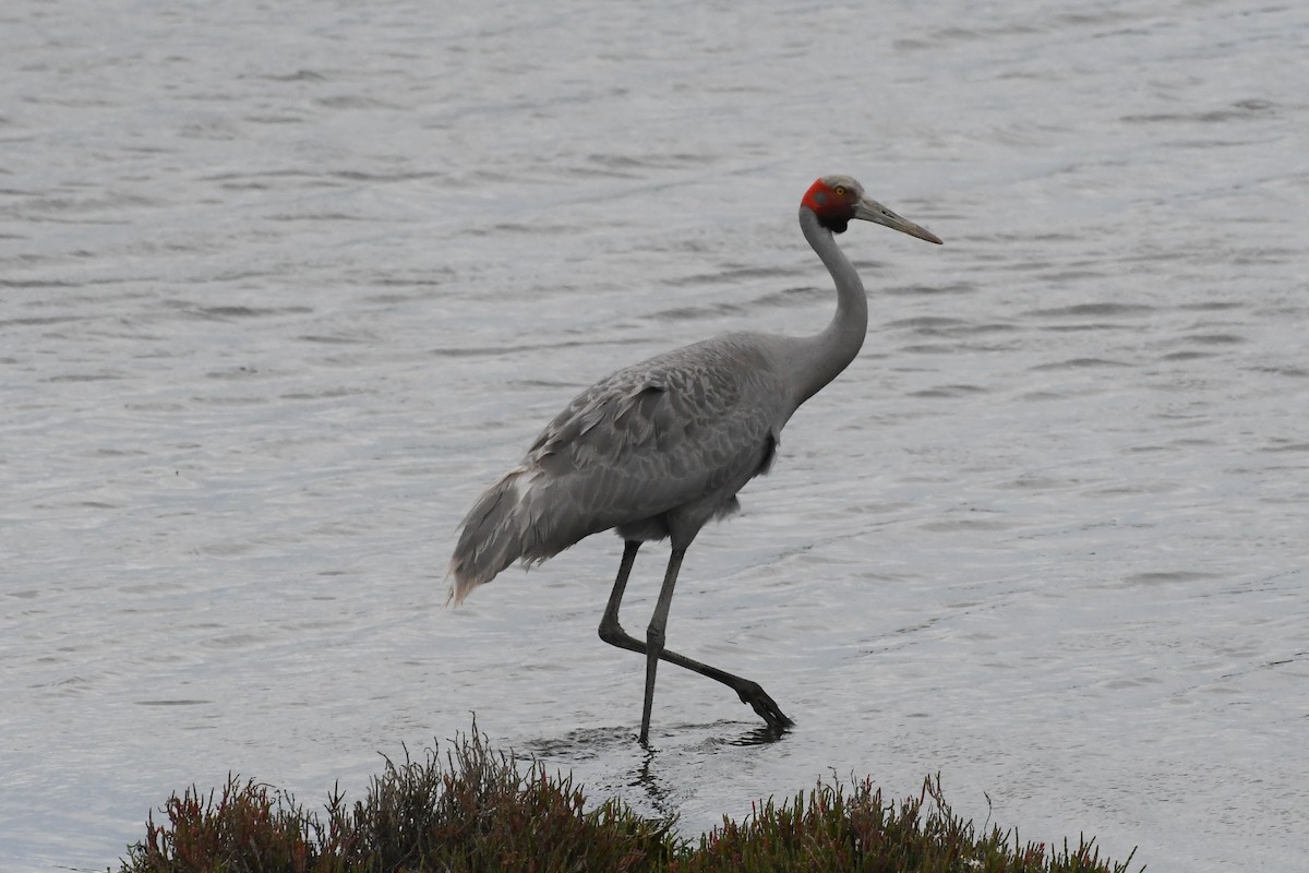 Brolga - ML646603562