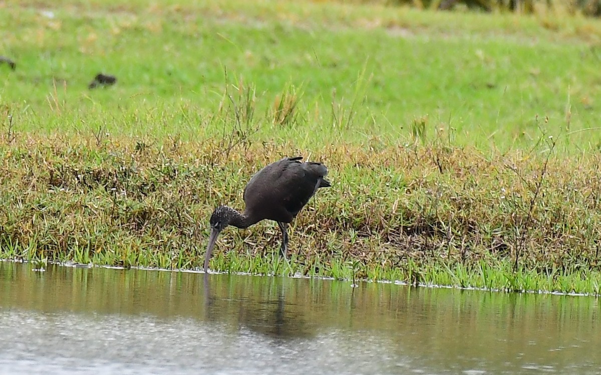 Glossy Ibis - ML646603565