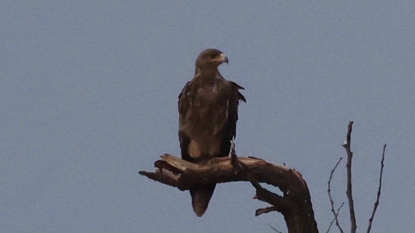 Tawny Eagle - ML646603568