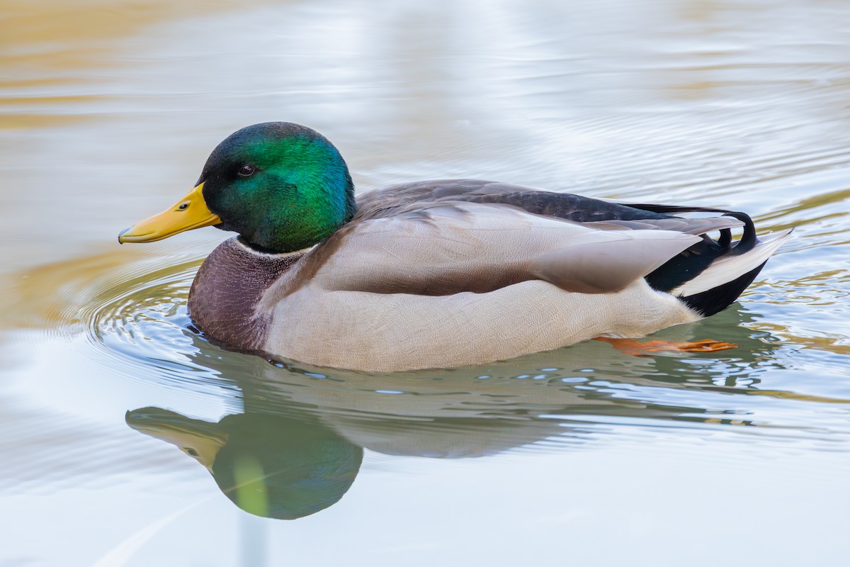 kachna divoká - ML646603569