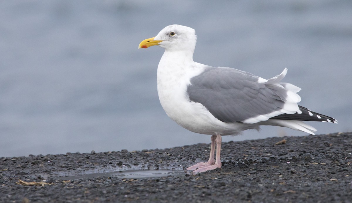 Western Gull - ML646603570