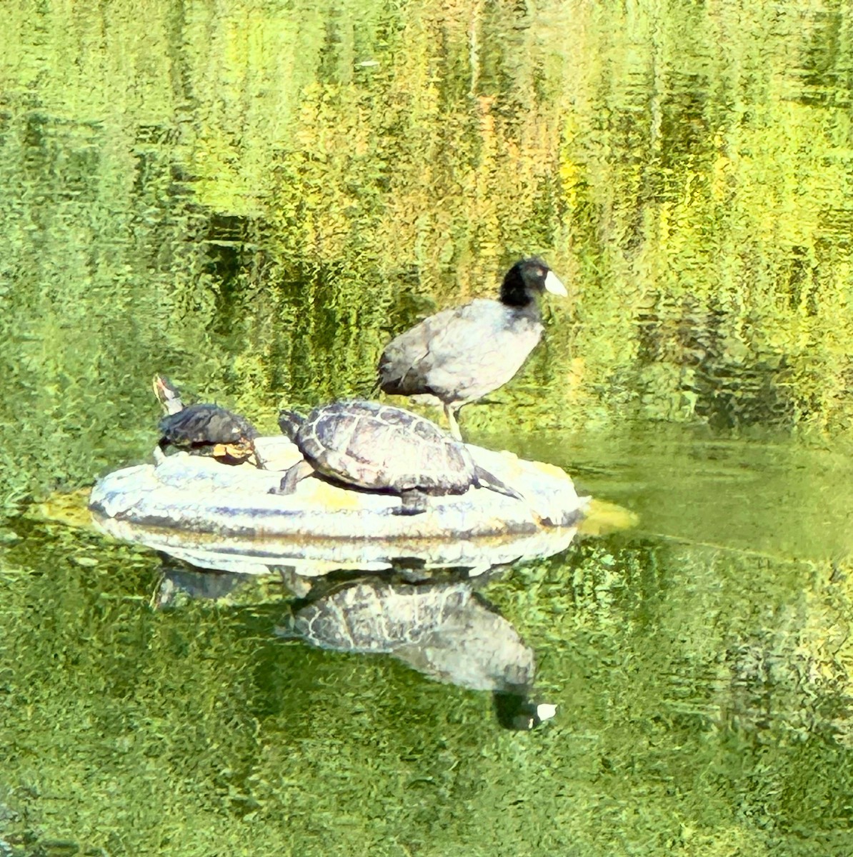 American Coot - ML646603571