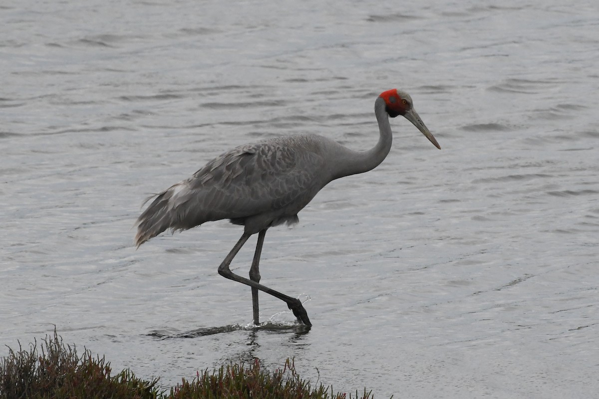 Brolga - ML646603572