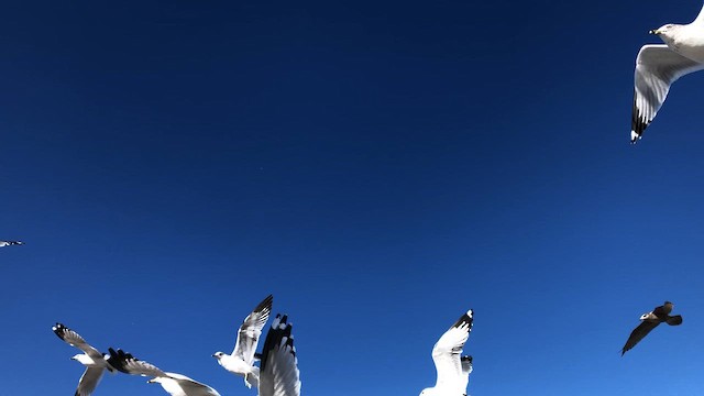 Ring-billed Gull - ML646603573