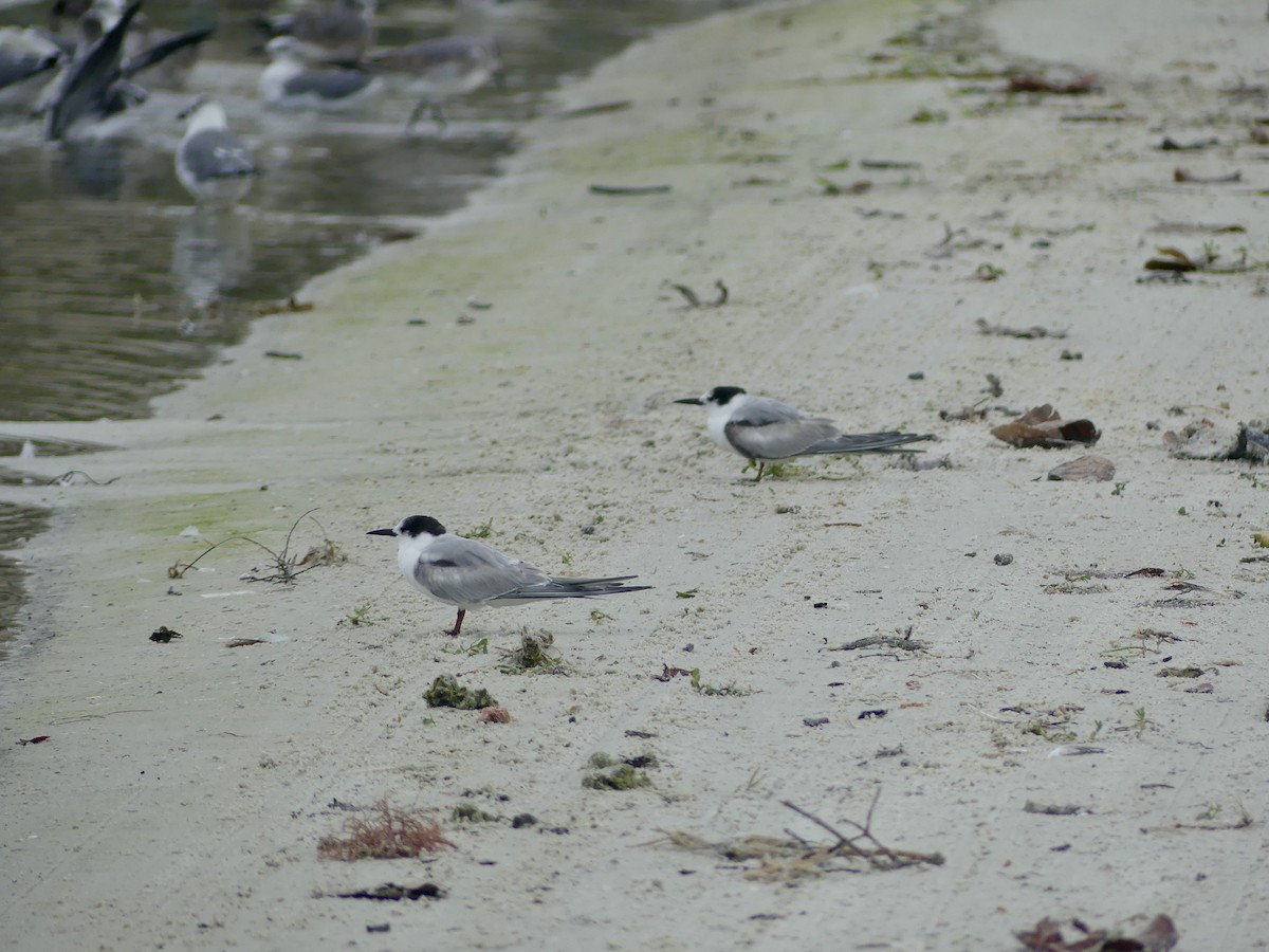 Крячок річковий (підвид hirundo/tibetana) - ML646603574
