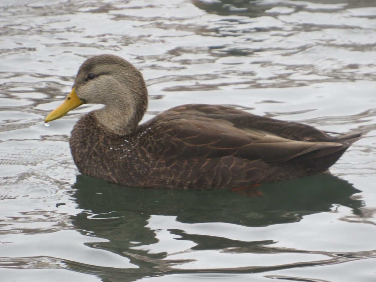 American Black Duck - ML646603576