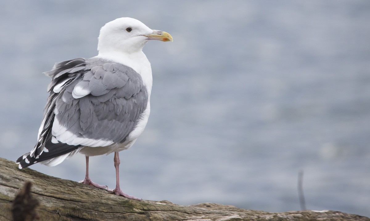 Western Gull - ML646603577