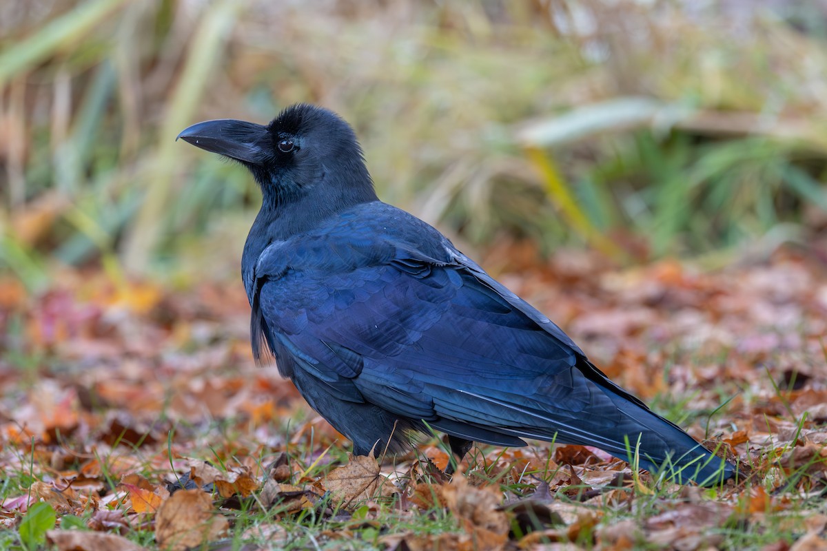 vrána tlustozobá - ML646603579