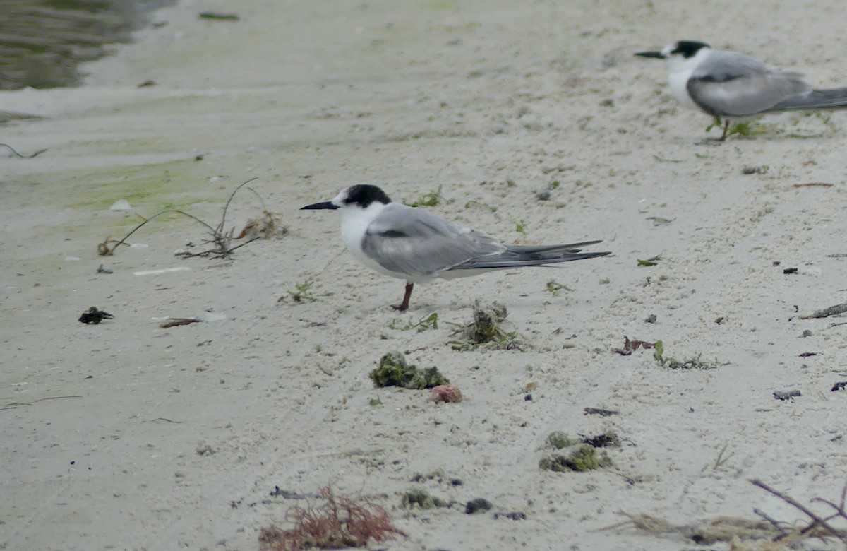 Крячок річковий (підвид hirundo/tibetana) - ML646603580