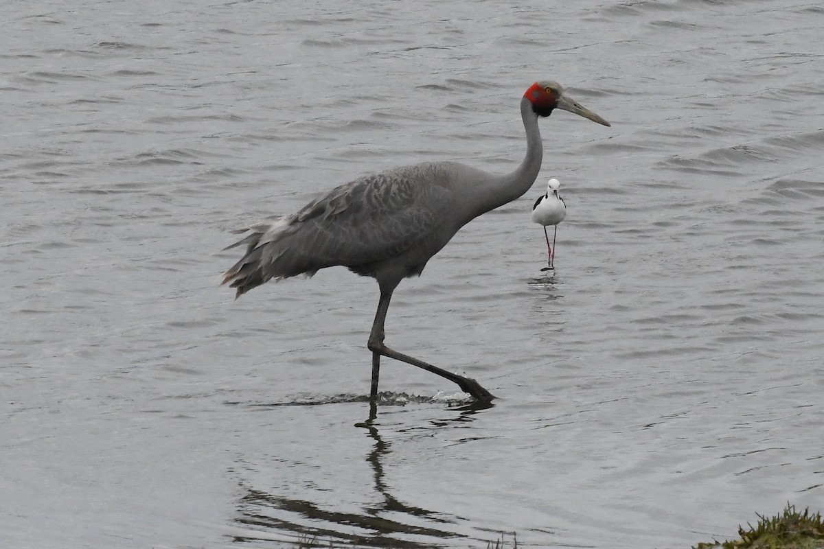 Brolga - ML646603585