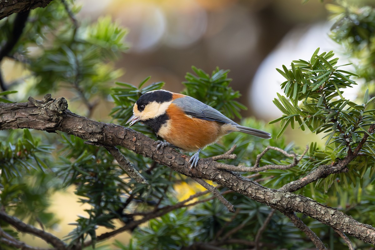 sýkora proměnlivá - ML646603587