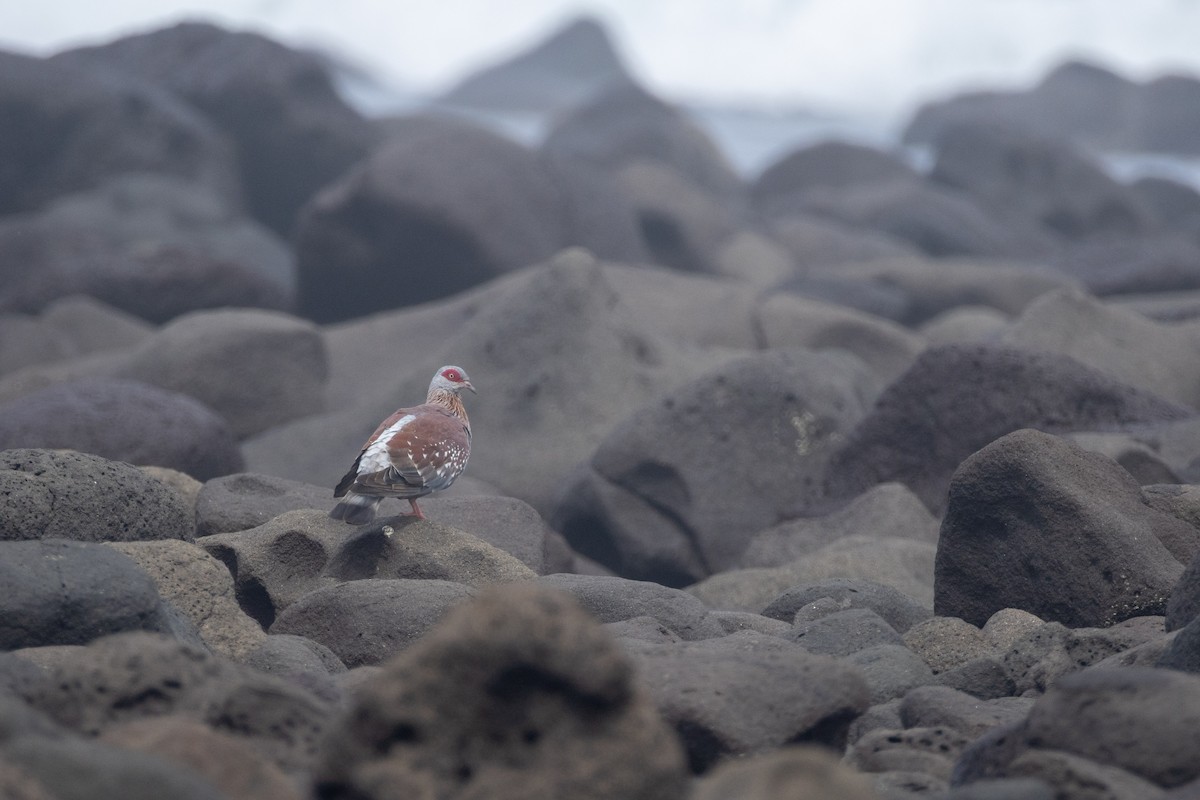 Speckled Pigeon - ML646603588