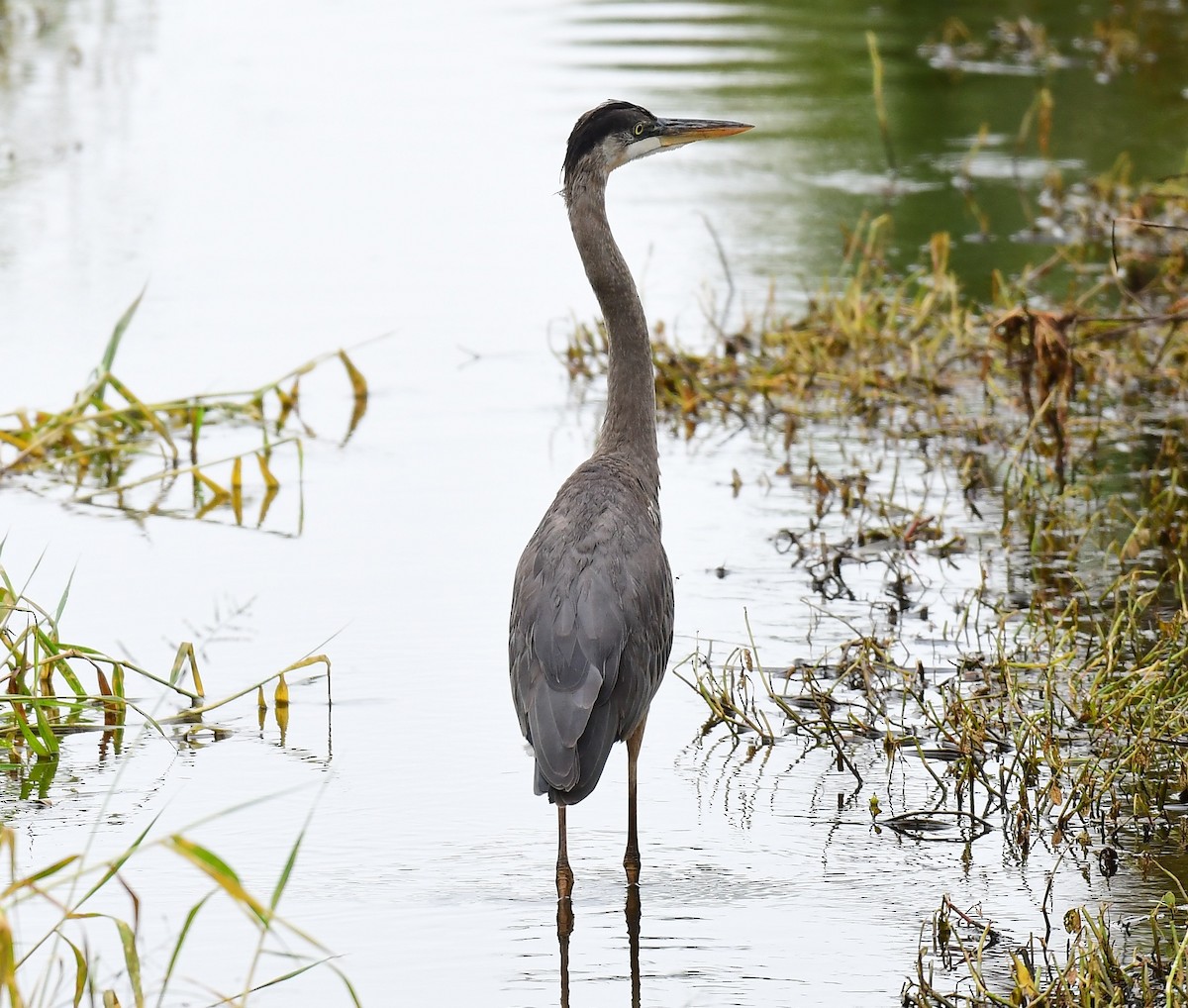 オオアオサギ - ML646603589