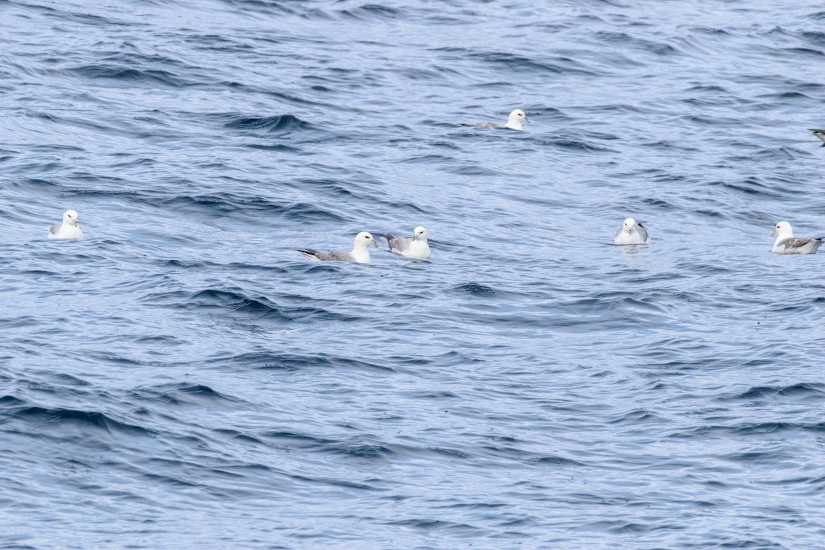 buřňák lední - ML646603592