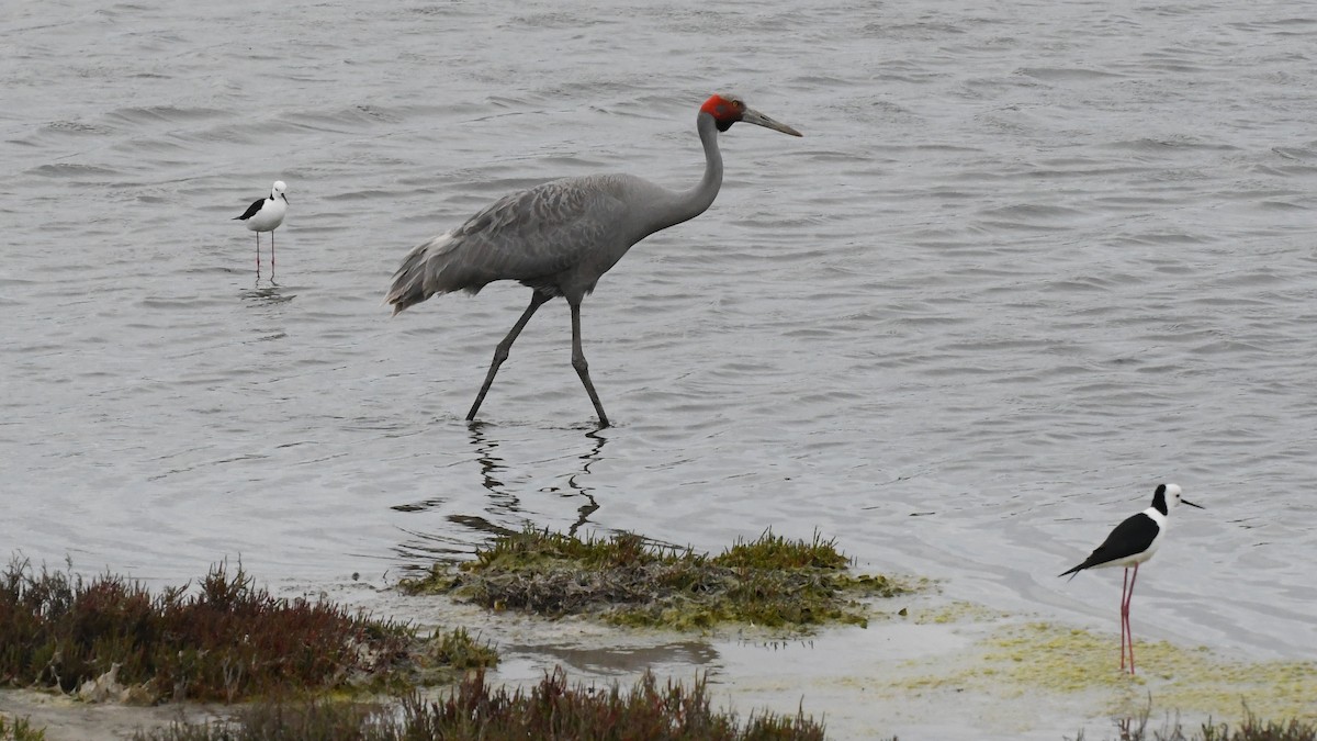 Brolga - ML646603593