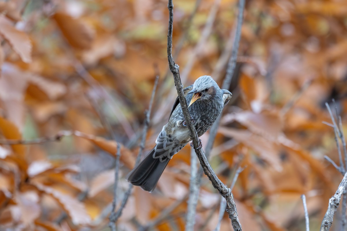 Brown-eared Bulbul - ML646603594