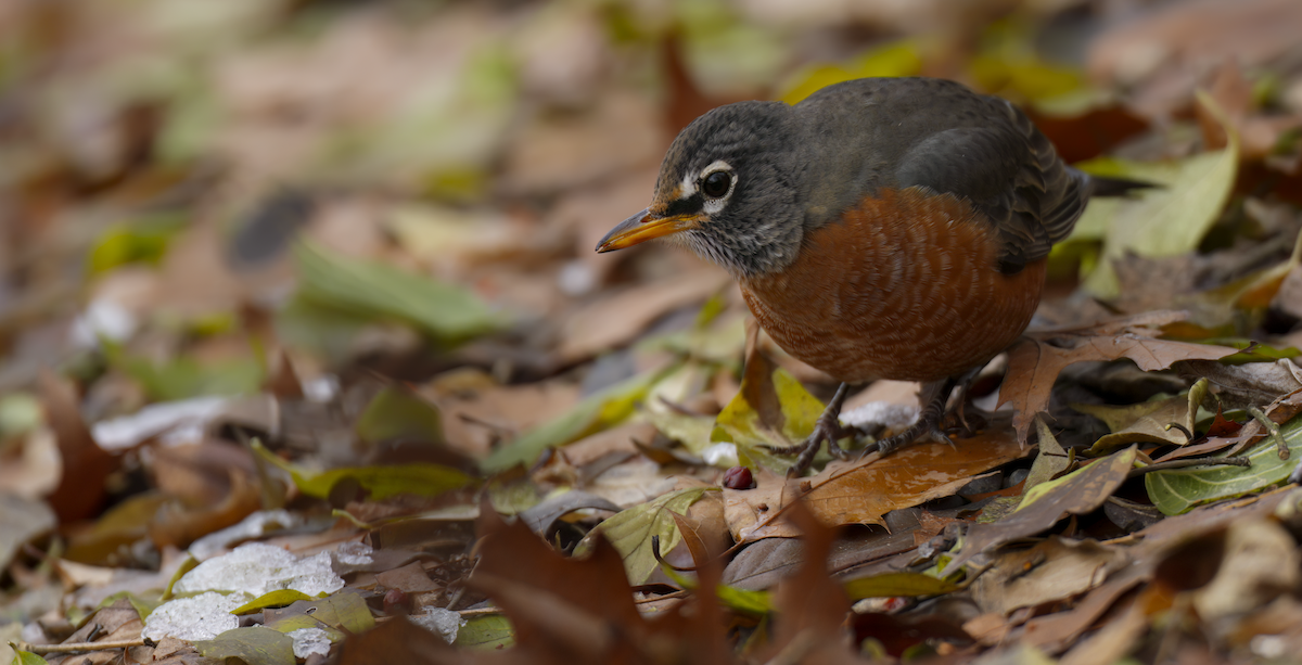 American Robin - ML646603595