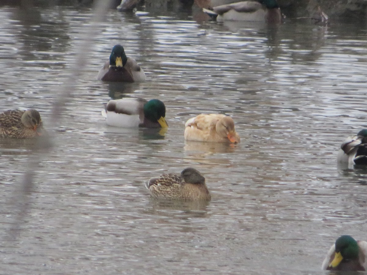 Mallard - ML646603599