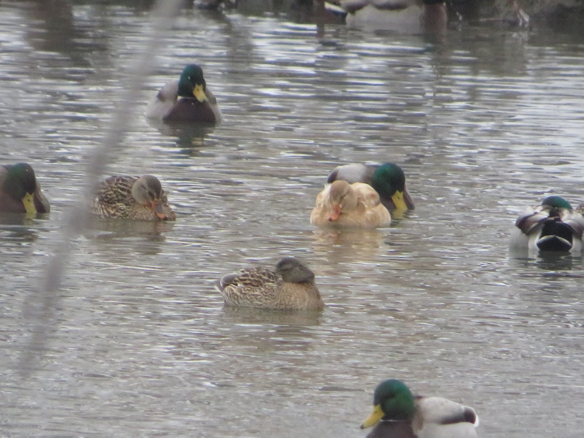 Mallard - ML646603600