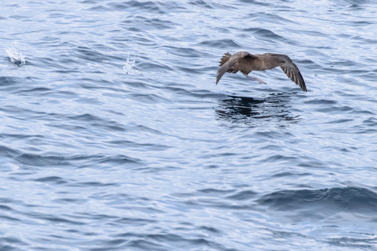 buřňák temný - ML646603601