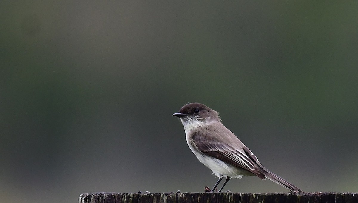 ツキヒメハエトリ - ML646603602