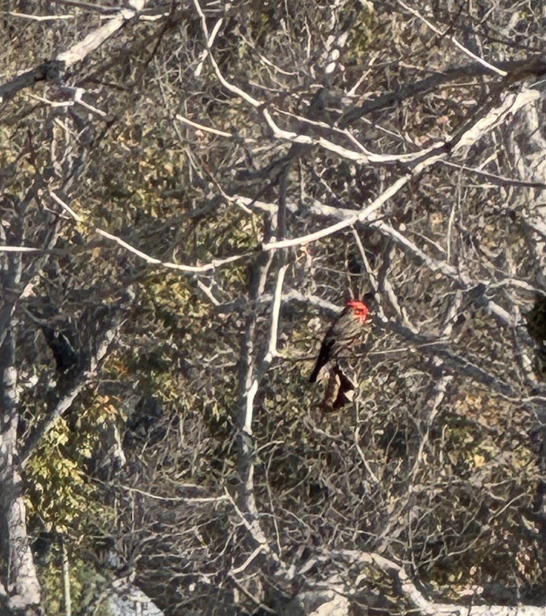 Vermilion Flycatcher - ML646603603