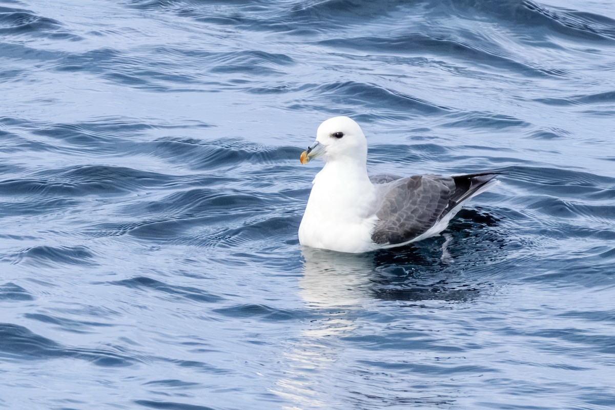 buřňák lední - ML646603604