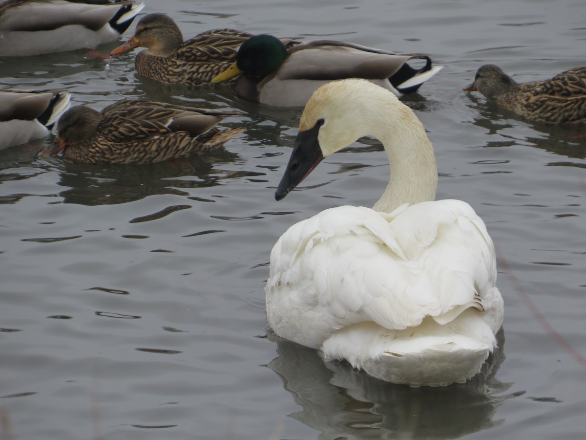 Trumpeter Swan - ML646603605