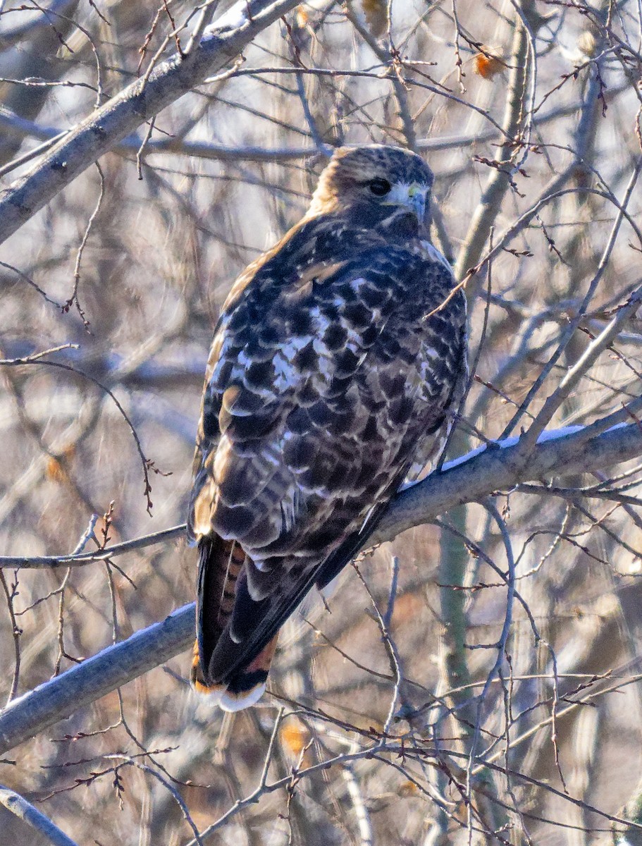 Red-tailed Hawk (abieticola) - ML646603607