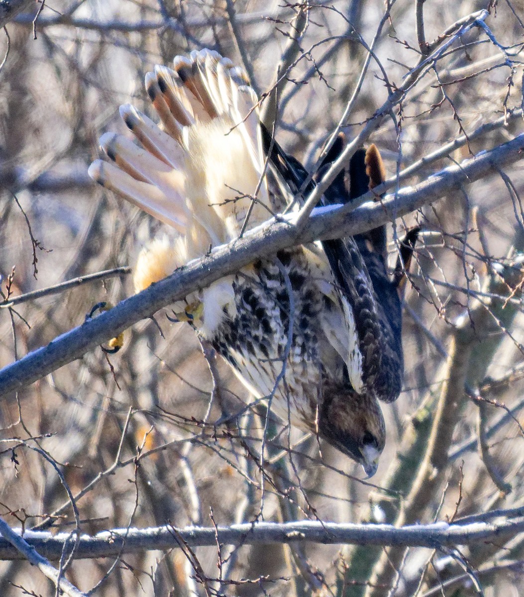 Red-tailed Hawk (abieticola) - ML646603608