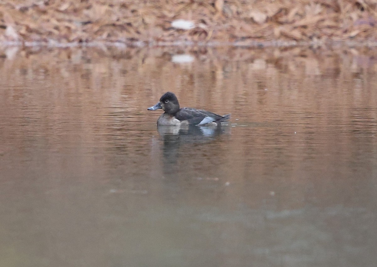 Ring-necked Duck - ML646603610